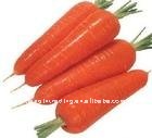 export fresh carrot