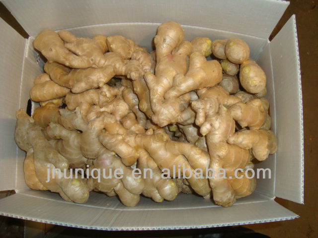 importers of spices yellow ginger crops/ plant tissue culture labs