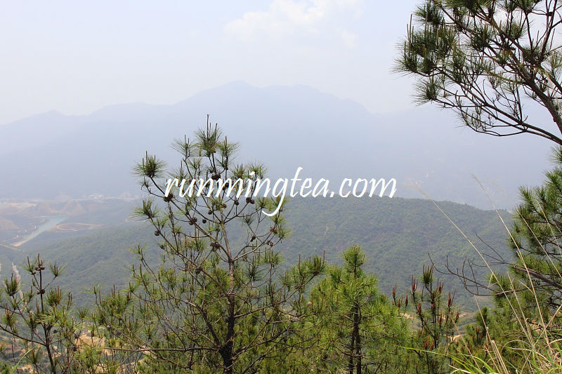 Mt Wudong Imperial Da Wu Ye(big black leaf tea) PhoeniX Dancong Oolong Tea
