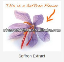 Best price kashmir saffron extract ,spanish saffron extract , saffron buyers,welcome you inquiry