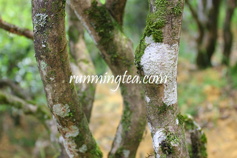 Mt Wudong Imperial Da Wu Ye(big black leaf tea) PhoeniX Dancong Oolong Tea