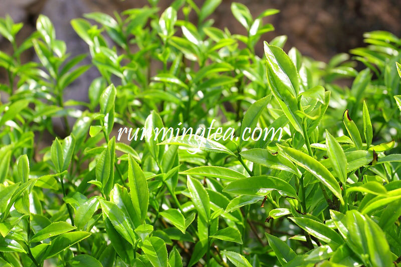 Mt Wudong Imperial Da Wu Ye(big black leaf tea) PhoeniX Dancong Oolong Tea