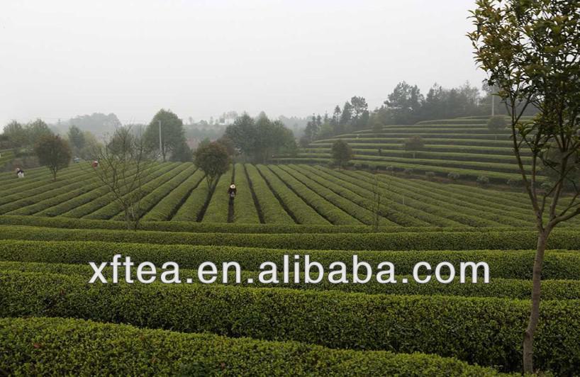 Organic Gunpowder Green Tea