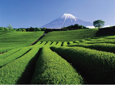 High grade Japanese powdered green tea , Matcha , roasted green tea , black tea