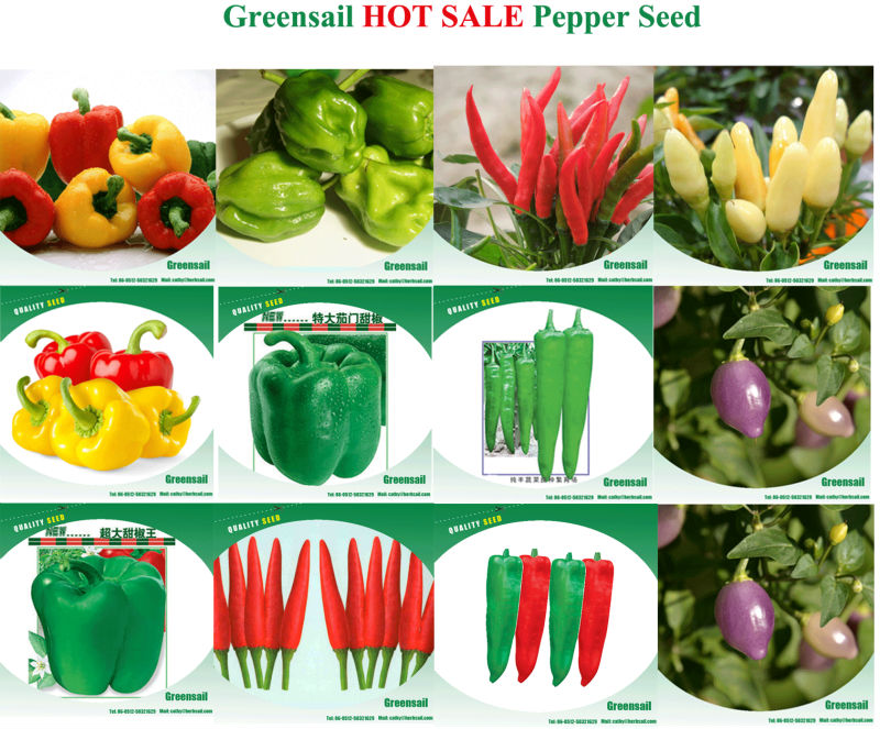 Hybrid Sweet Pepper seeds For Growing