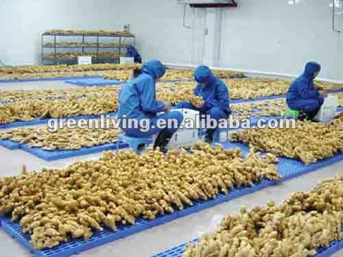 dried ginger export price(calciuum bag,carton,mesh bag)