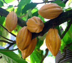 Cocoa Extract, Theobromine20% HPLC, Theobroma cocao