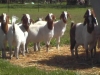 Indian+goat+farm+sirohi+jamunapari+totapari+goats+delhi