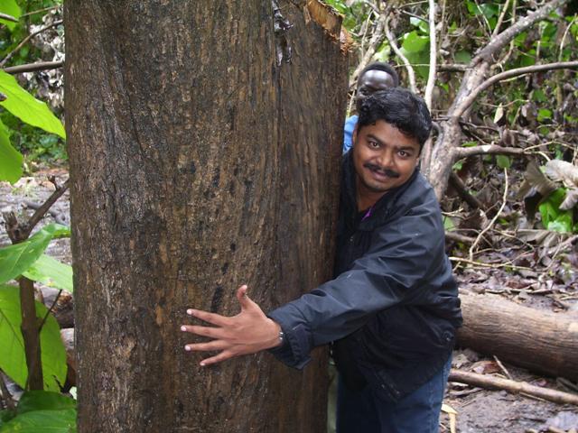 Sudan Teak