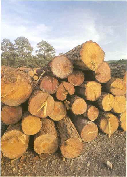 wood sawmill