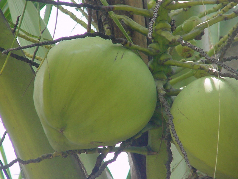thai coconut  green