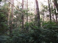 Sumatran Pine | RM. Sumatran Pine | RM.