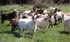Indian+goat+farm+sirohi+jamunapari+totapari+goats+delhi