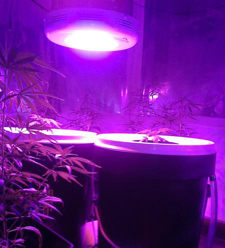 Indoor  Grow Light on 90w Led Grow Light