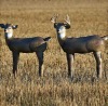 Hunting decoys china
