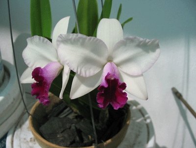Orchid_Cattleya.jpg
