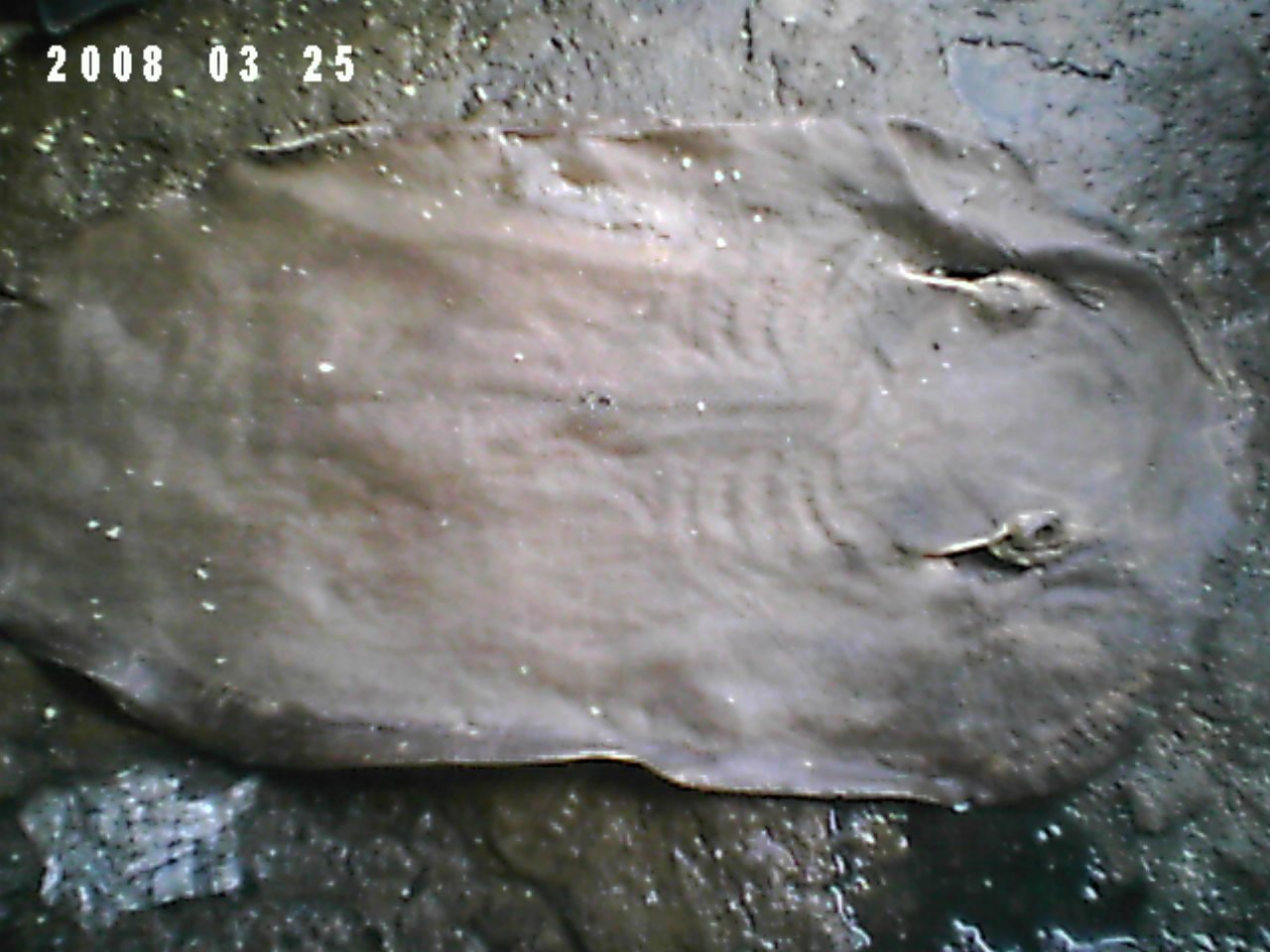 See larger image Stingray