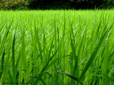 PADDY RICE products, buy PADDY RICE products from alibaba. PADDY RICE products, buy PADDY RICE products from alibaba.
