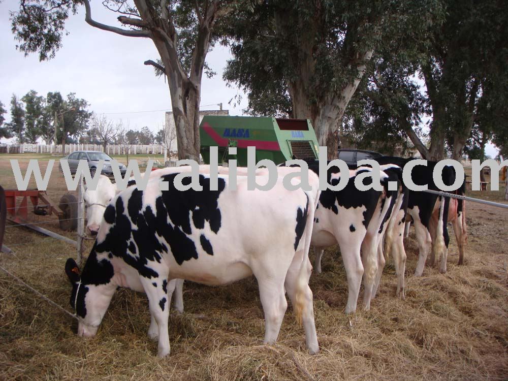 holstein dairy cow. DAIRY HOLSTEIN CATTLE(Brazil)