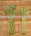 Lucky Bamboo CB Green