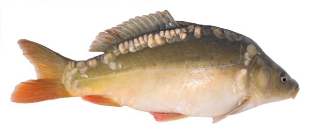 common carp. See larger image: Common Carp