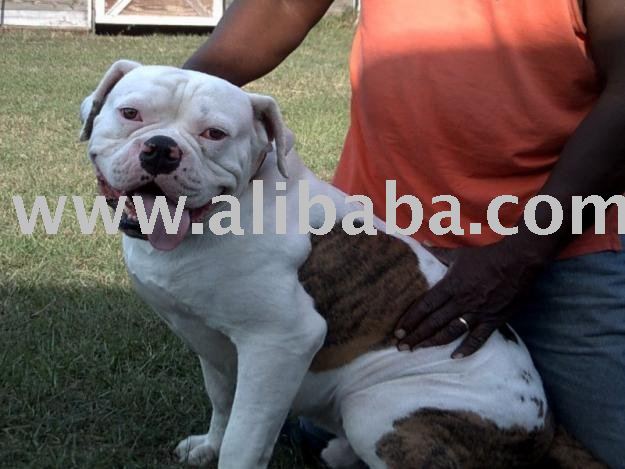 american bulldog puppies for sale in arizona. American+ulldog+puppies