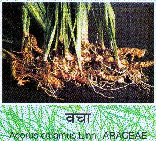 amorphophallus titanum araceae. ARACEAE (ACORUS CALAMUS) Sales