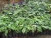 benih pokok vanilla