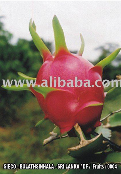 Dragon+fruit+plantation+in+sri+lanka