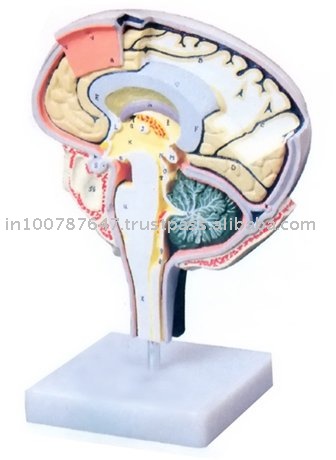 Sections Of The Brain. HUMAN BRAIN SECTION