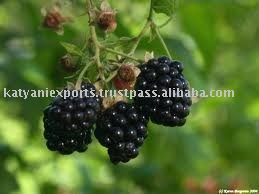 Indian Blackberry Seeds