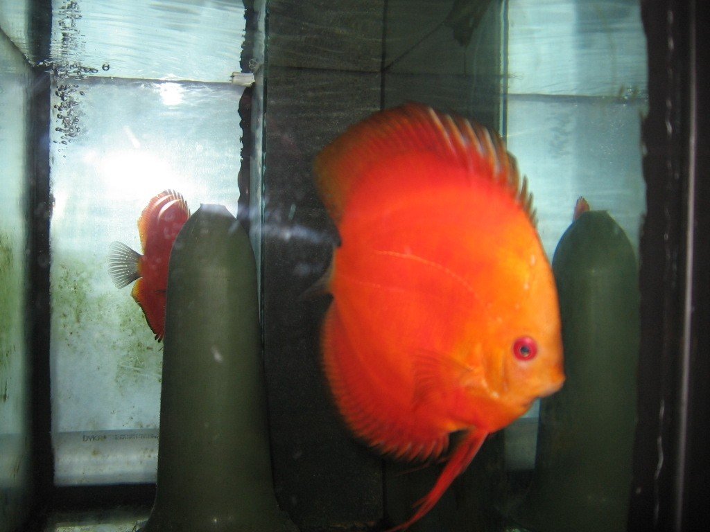 marlboro discus