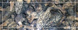Himalayan Morel Mushrooms