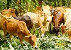 lembu untuk dijual
