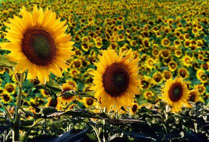 HIGH OLEIC SUNFLOWER OIL high oleic sunflower oil: