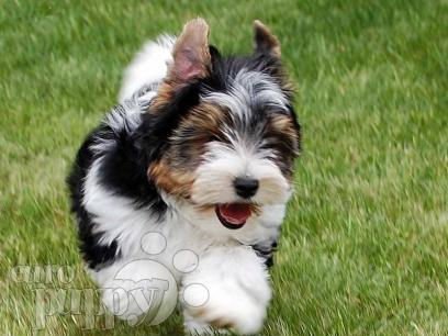 biewer yorkie price biewer yorkie puppy photo detailed about biewer yorkie puppy picture on alibaba biewer yorkie price biewer yorkie puppy photo detailed about biewer yorkie puppy picture on alibaba