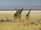 9 Days and 8 Nights ,African Adventure and Sightseein, Kenya Wildlife and Tented Camp Big Five Private Safari