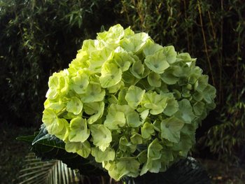 Native Green Hydrangea  Buy Green Hydrangea Product on Alibaba.com