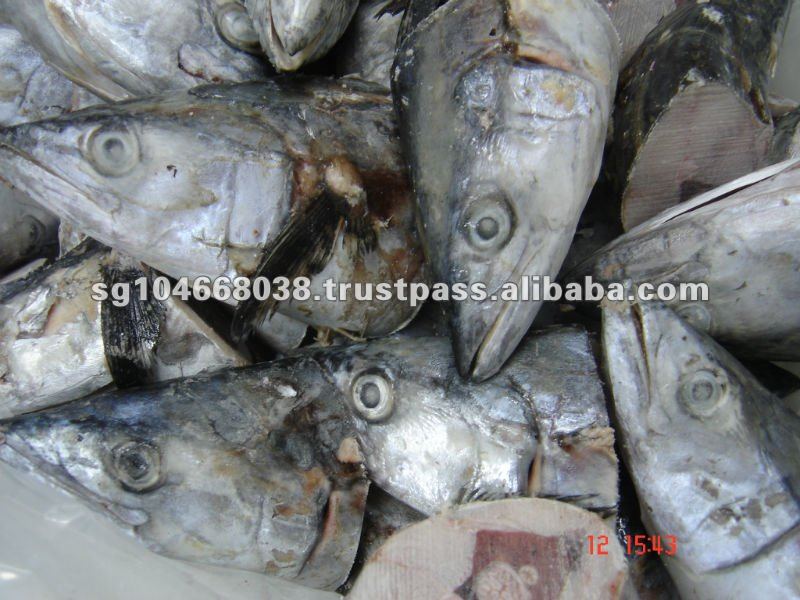 Spanish Mackerel Bait