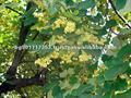 Flor de tilo( cal flores; tilia)