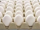 Chicken Fresh Egg