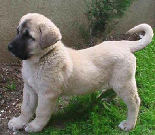 kangal price kangal puppy kangal price kangal puppy