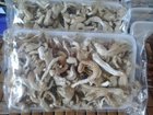 Rejel Mushrooms