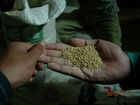 Poultry Feed