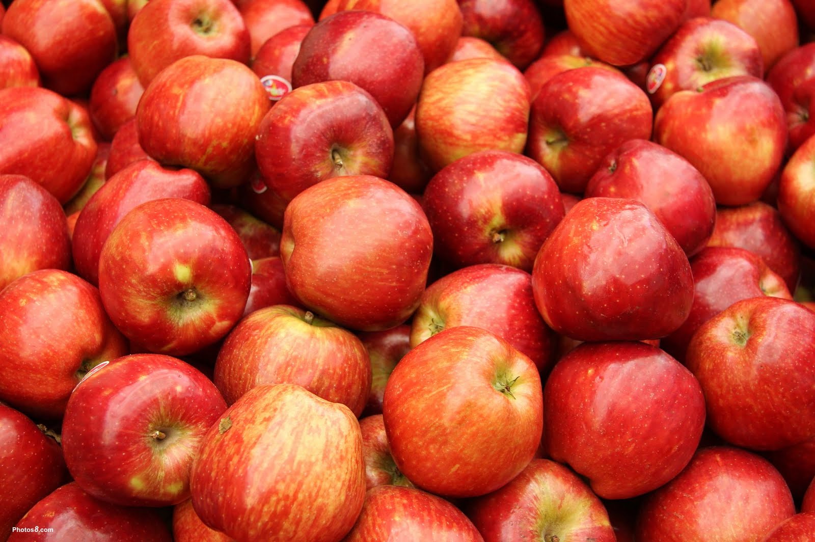Promotional Wax Apples, Buy Wax Apples Pro
