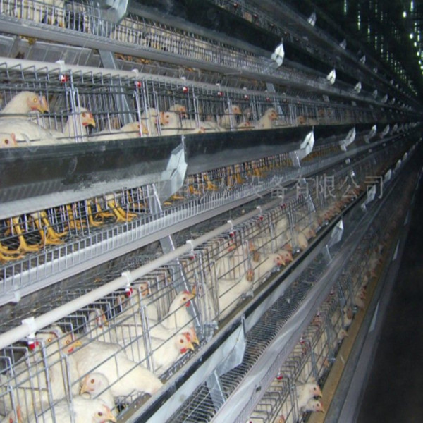 Philippines - Buy Chicken House For Sale In Philippines,Chicken House ... Coop For Farm In Philippines - Buy Layer Cheap Chicken Coops For Sale ...