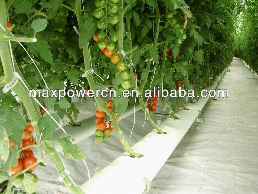 growing tomato hydroponic systems for agricultural greenhouse