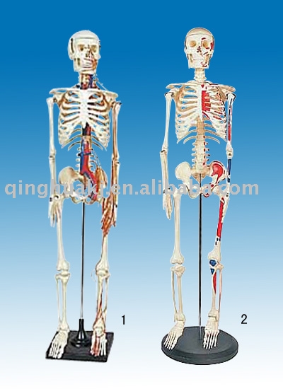 human skeleton model. Model of human skeleton with