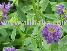 see larger image  alfalfa cubes  add to my favorites  add to my favorites