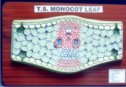 leaf monocot